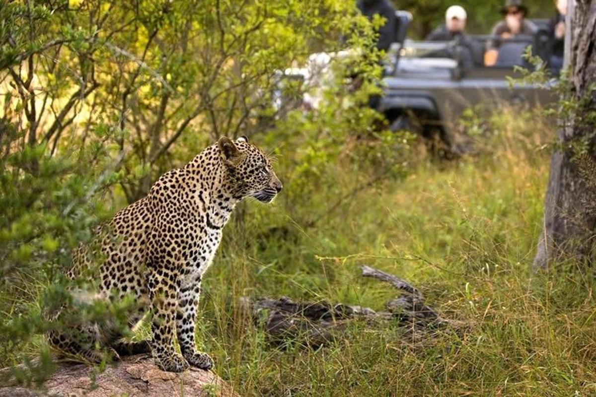a leopard standing on a rock in a field