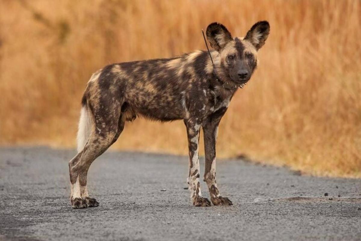 seekor anjing coklat kecil berdiri di atas jalan