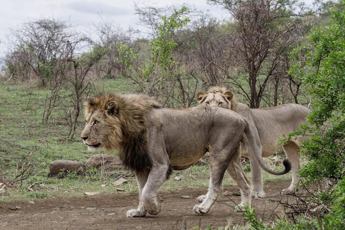 deux lions marchant sur un chemin de terre