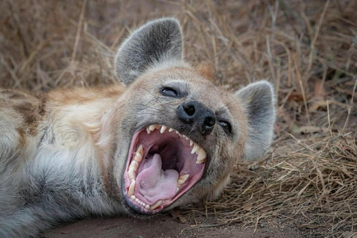 hyena ležící na zemi s otevřenou tlamou