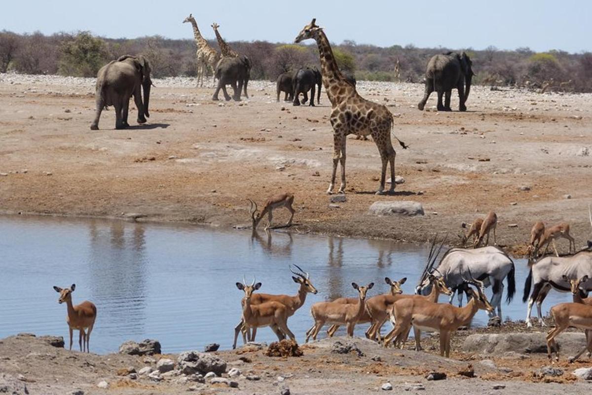 a herd of giraffes and antelope at a watering hole