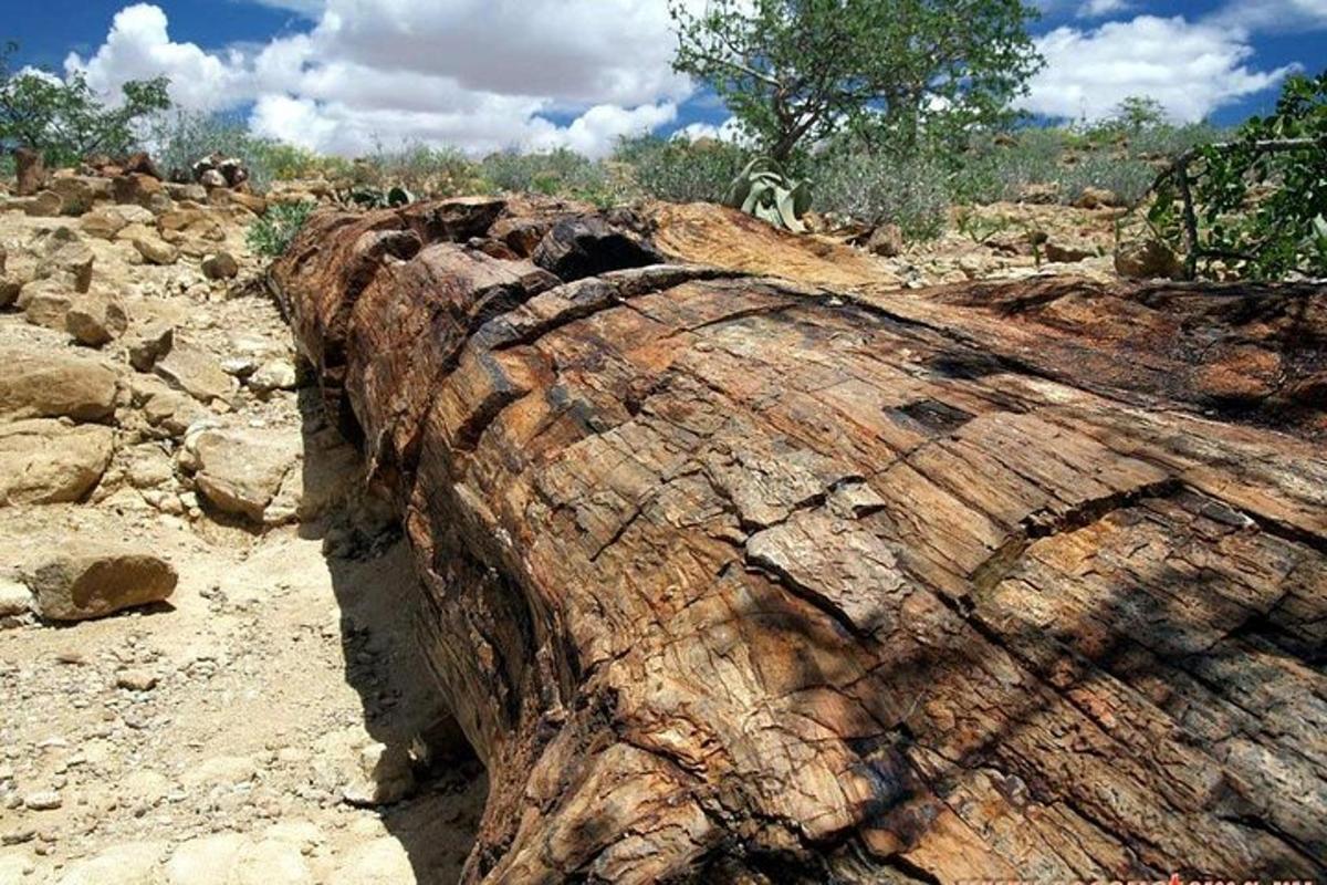 a close up of a tree stump in a field