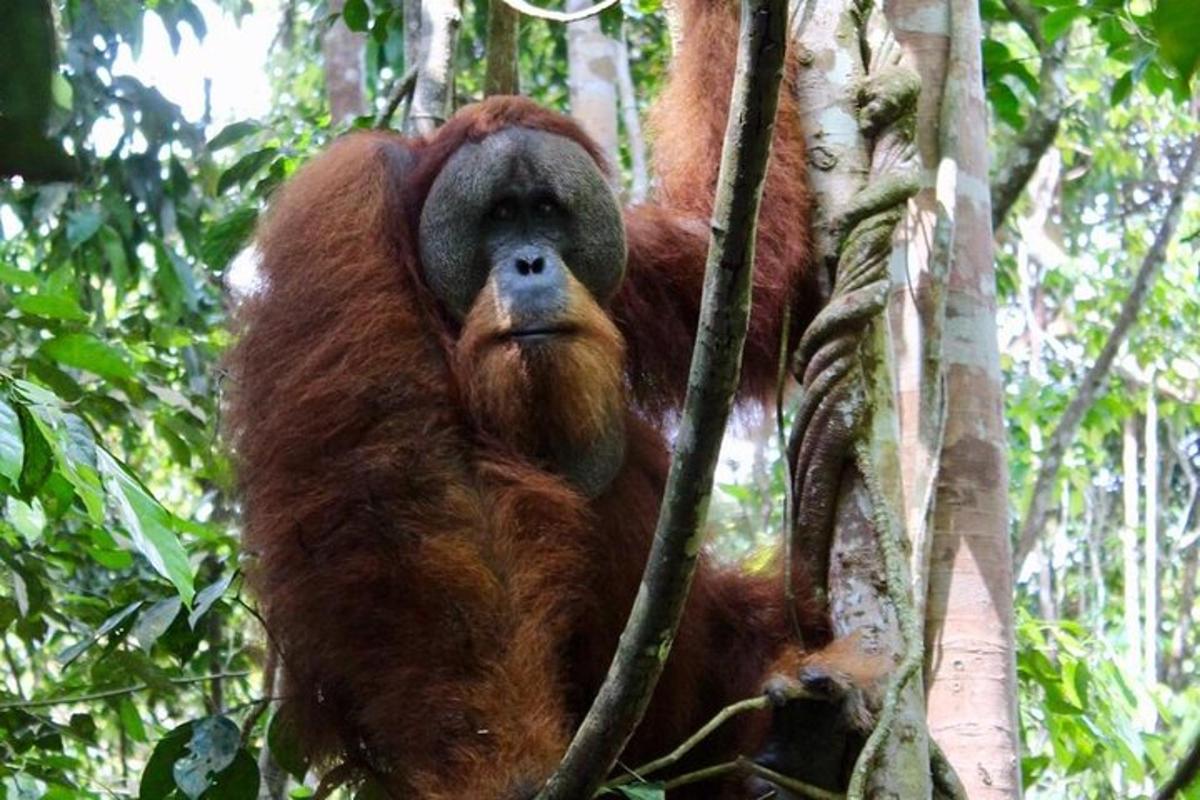 bir orangutan bir ağaçta oturuyor