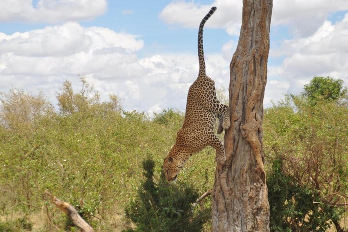 leopard šplhající po straně stromu