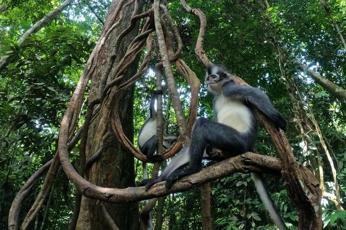 dos monos sentados en lo alto de un árbol