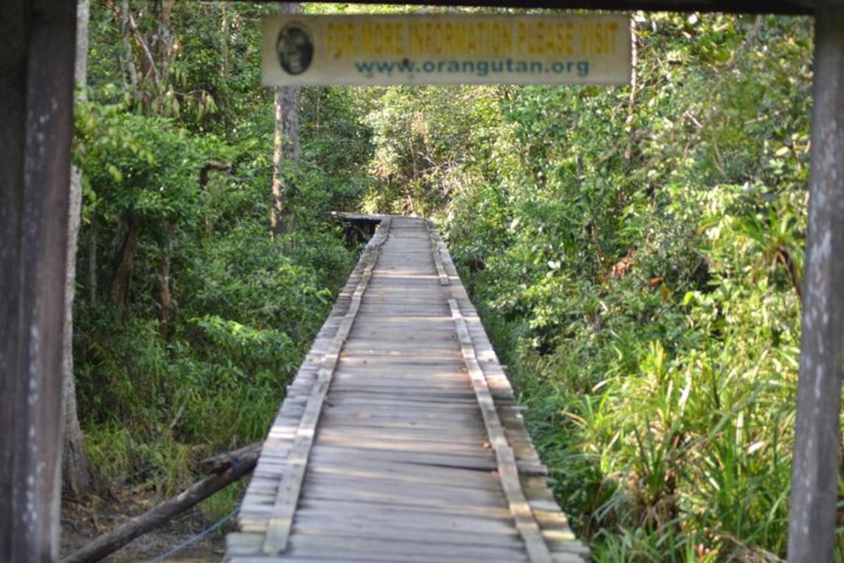 a wooden bridge in the middle of a forest