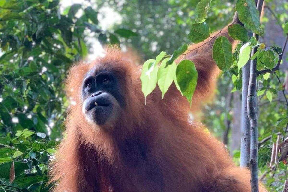 Un mono está comiendo hojas de un árbol.