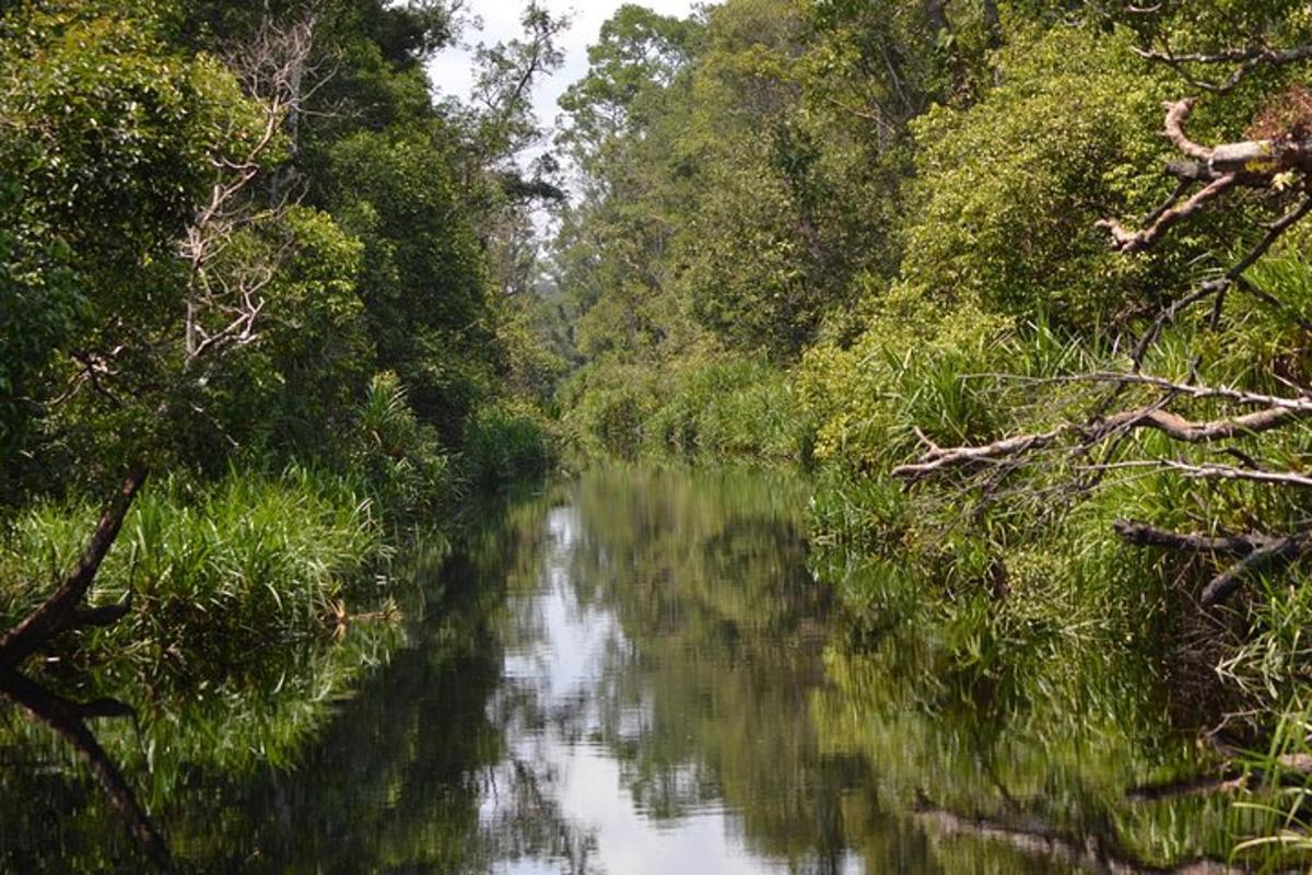 a river through a forest with trees and water