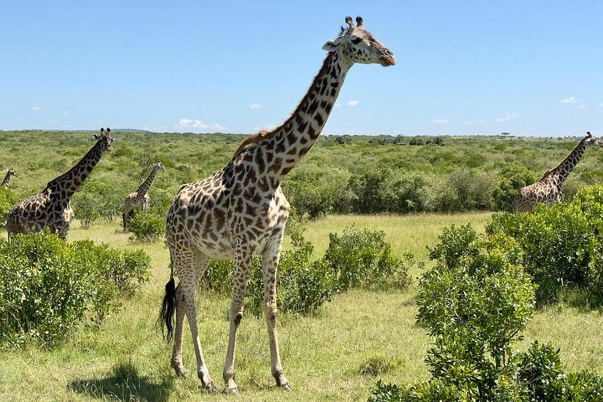 una giraffa in piedi in un campo con altre giraffe