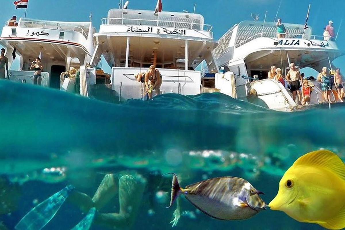 a fish in the water next to a boat