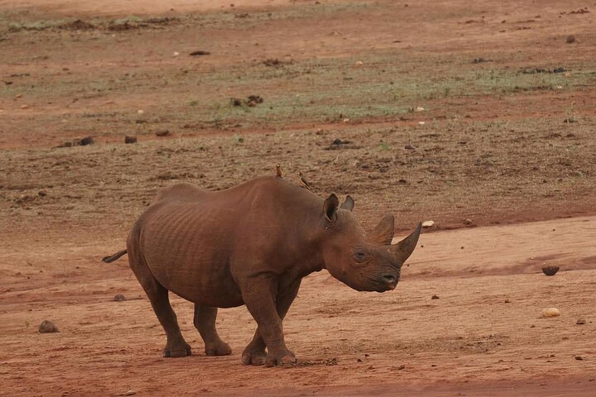 ein Nashorn steht auf einem Feld