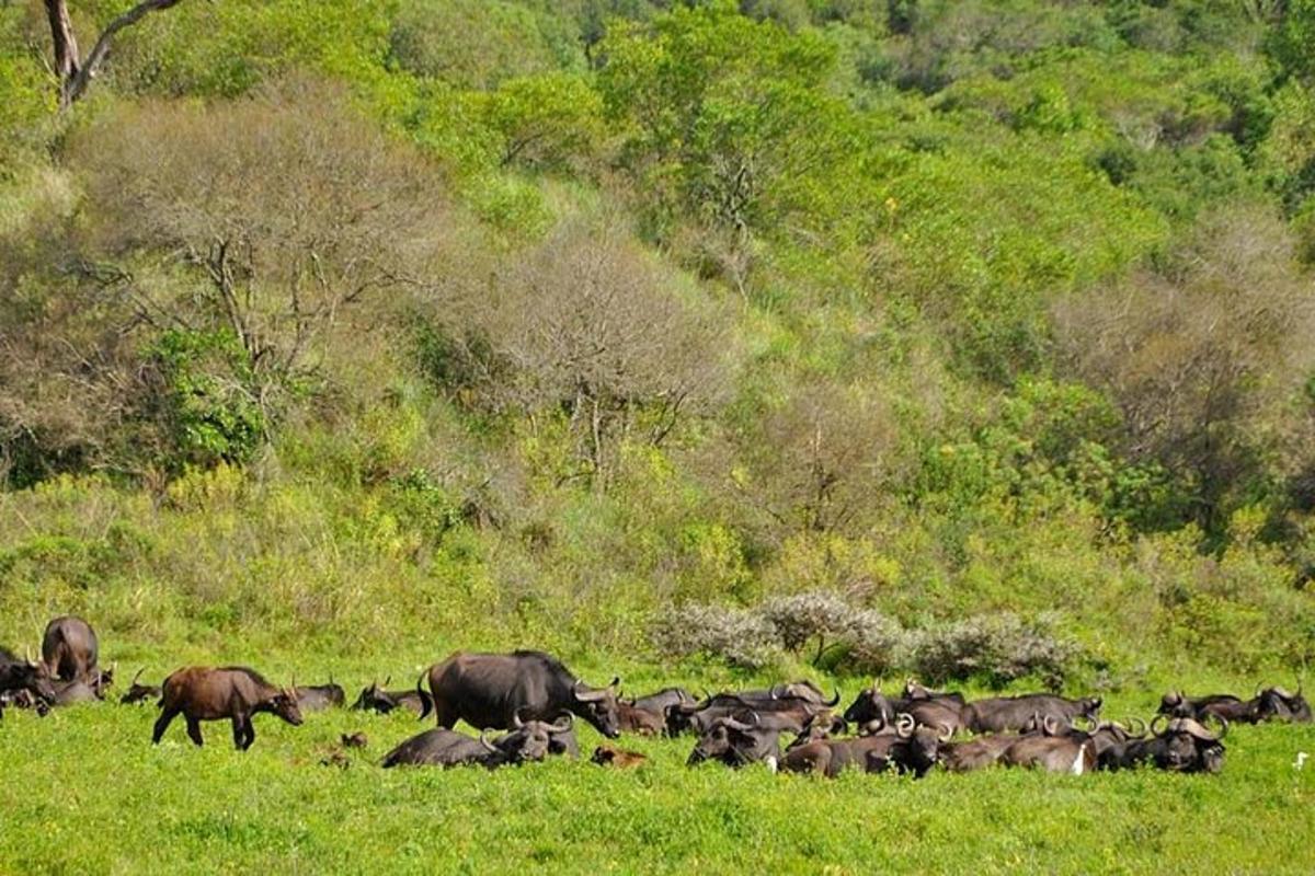 un ramat d'animals pasturant en un camp d'herba