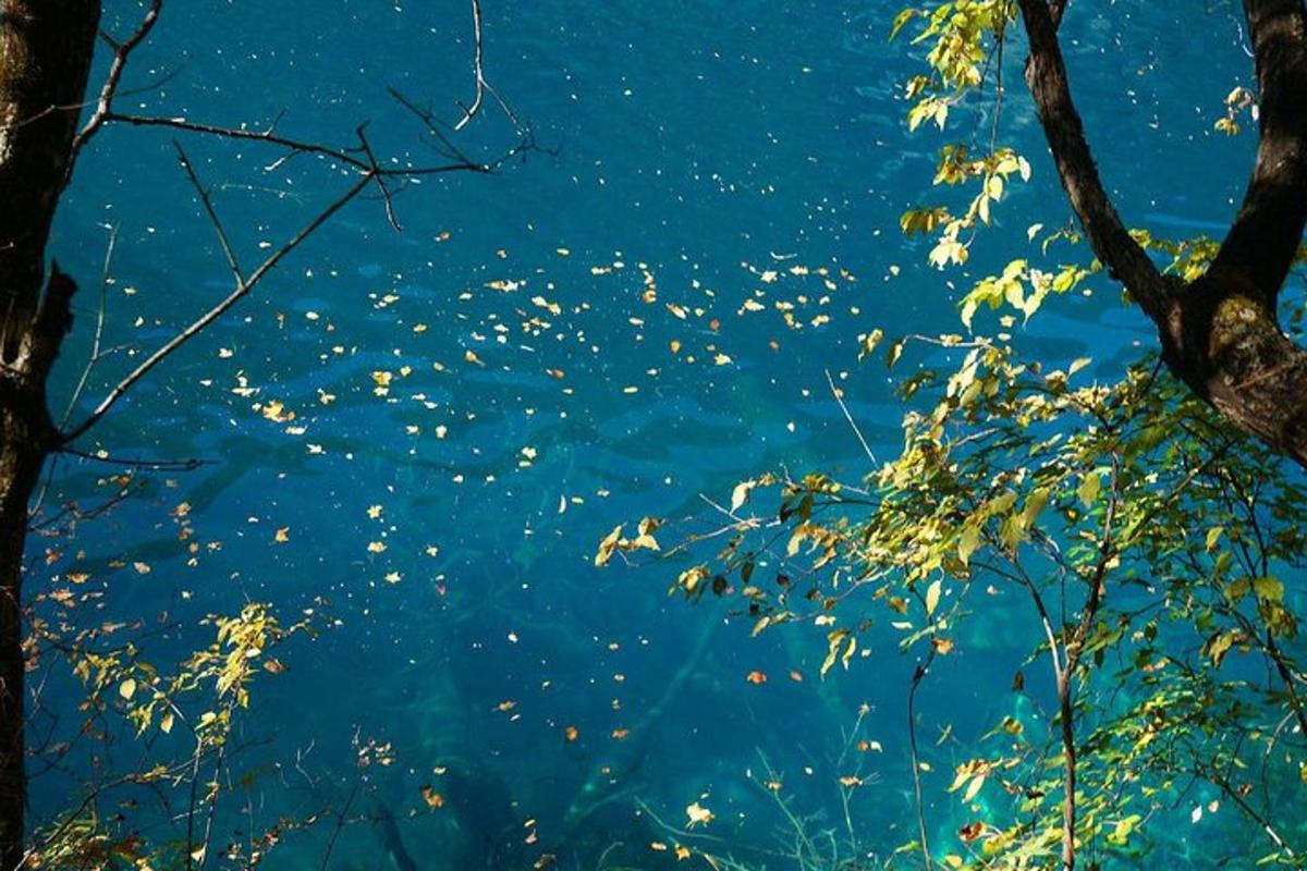 a view of the water with trees in the foreground
