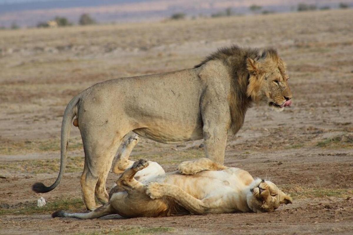 un leone in piedi sopra un leone sdraiato a terra