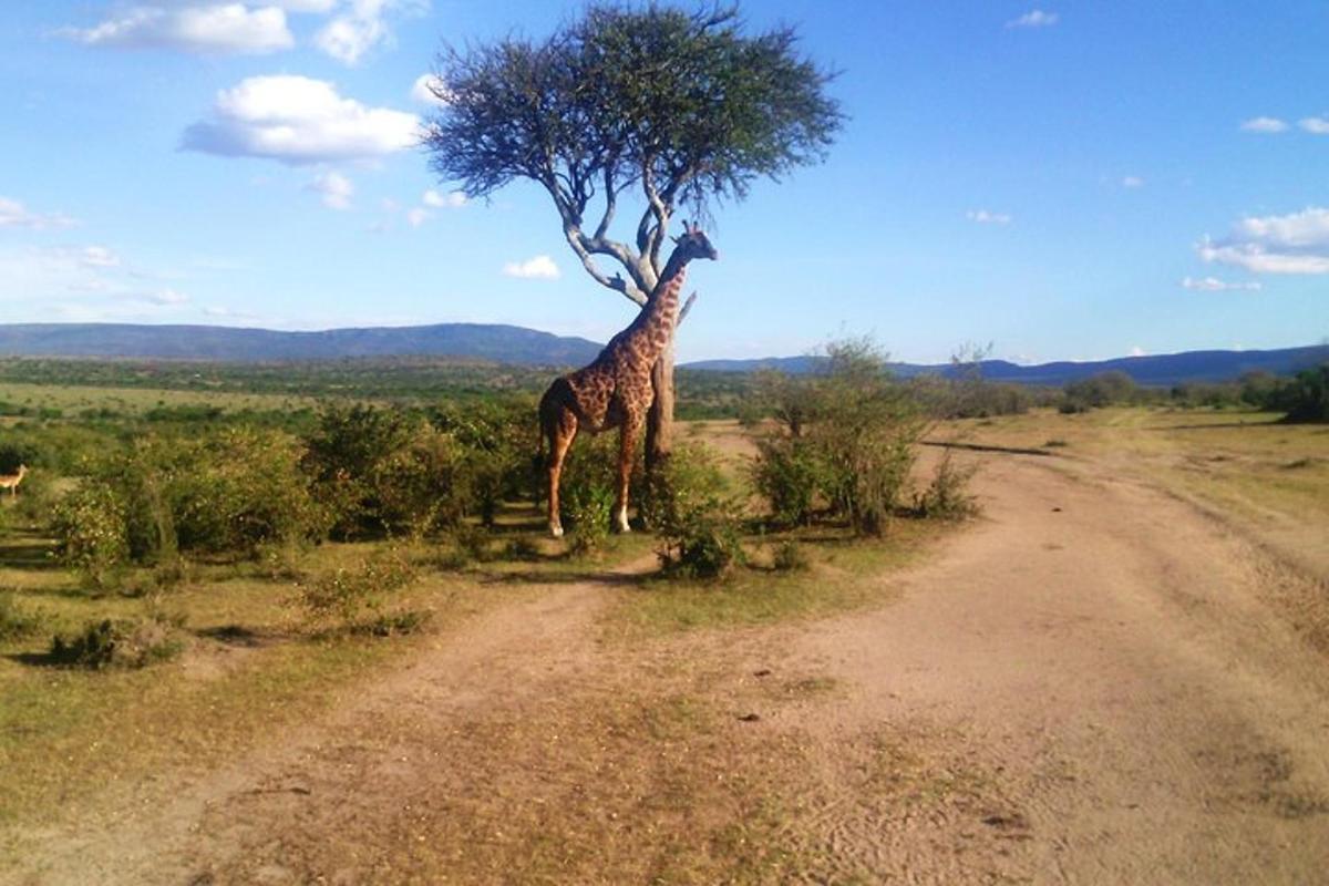 a giraffe standing next to a tree on a dirt road