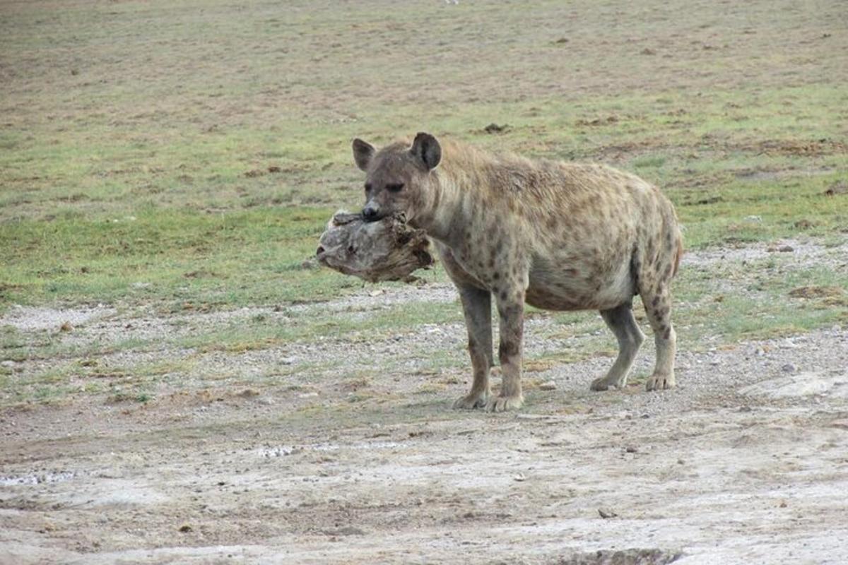 uma hiena parada em uma estrada de terra em um campo