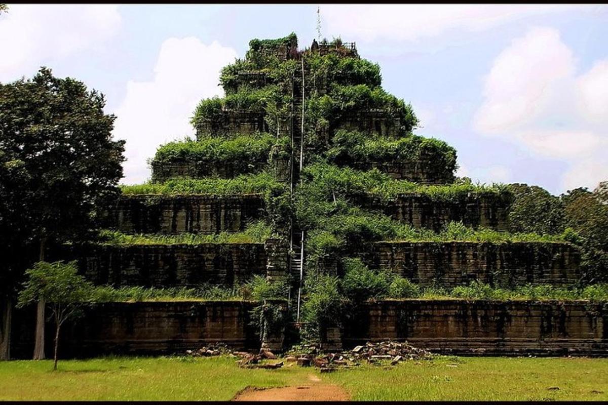 un gran arbre al costat d'un edifici