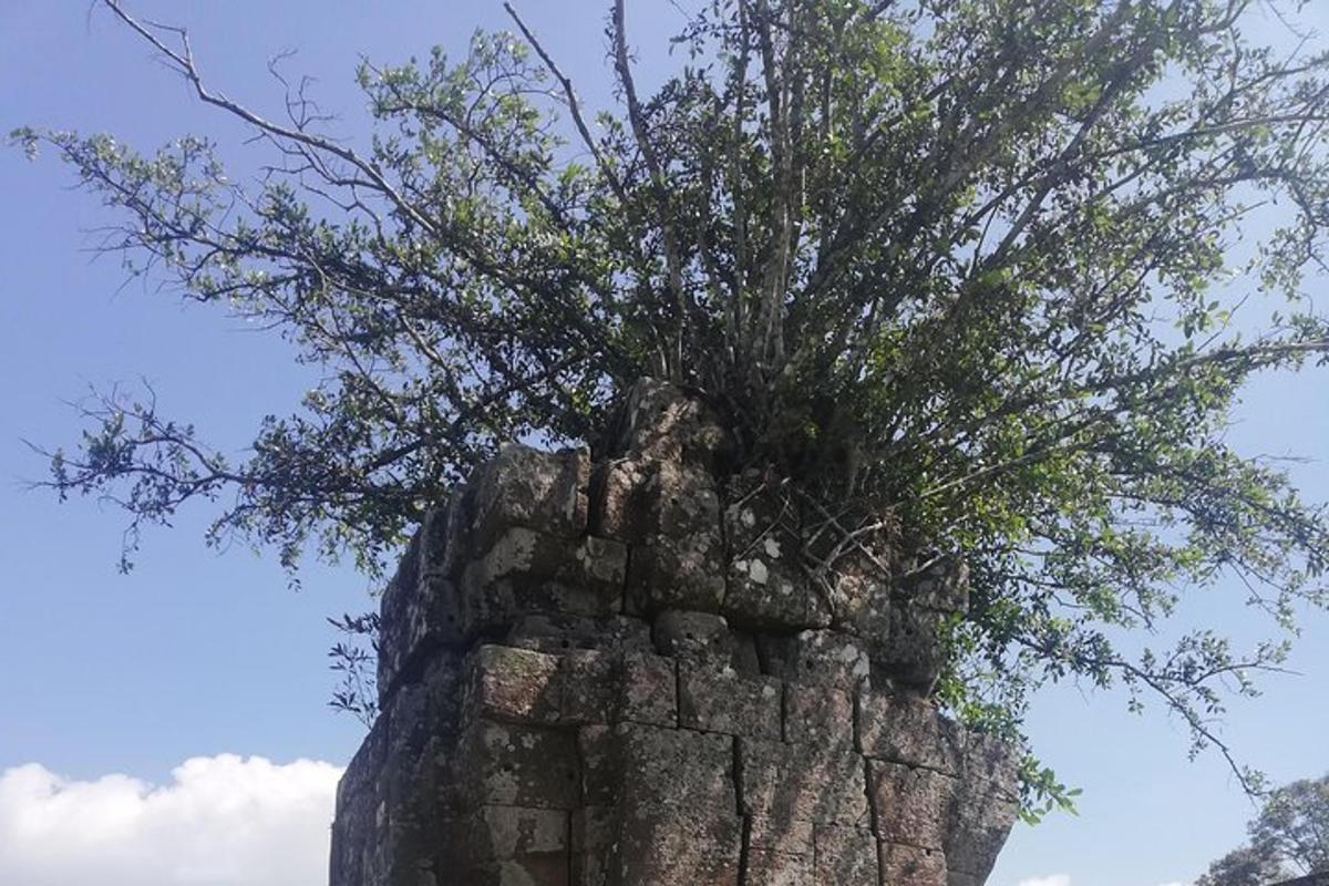 un arbre que creix d'una formació rocosa