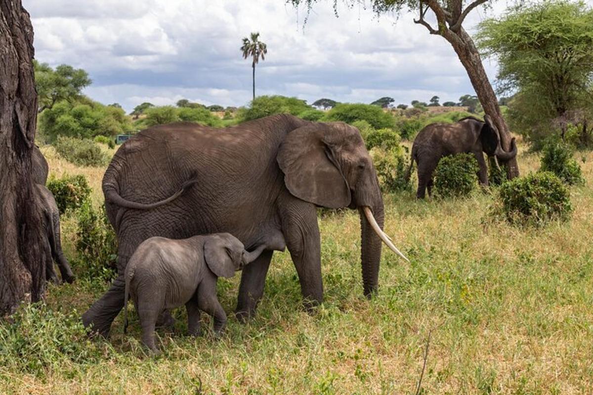due elefanti adulti e un cucciolo di elefante in piedi in un campo