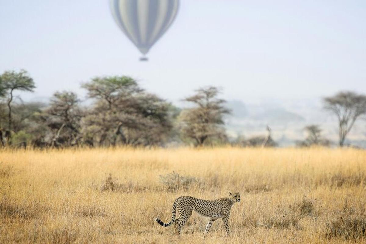 gepard, ki se sprehaja po polju z balonom na vroč zrak