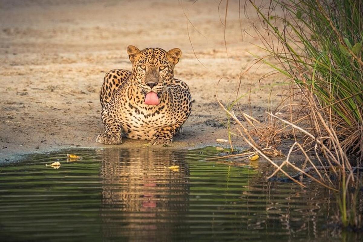 egy kinyújtott nyelvű jaguár ül a vízben