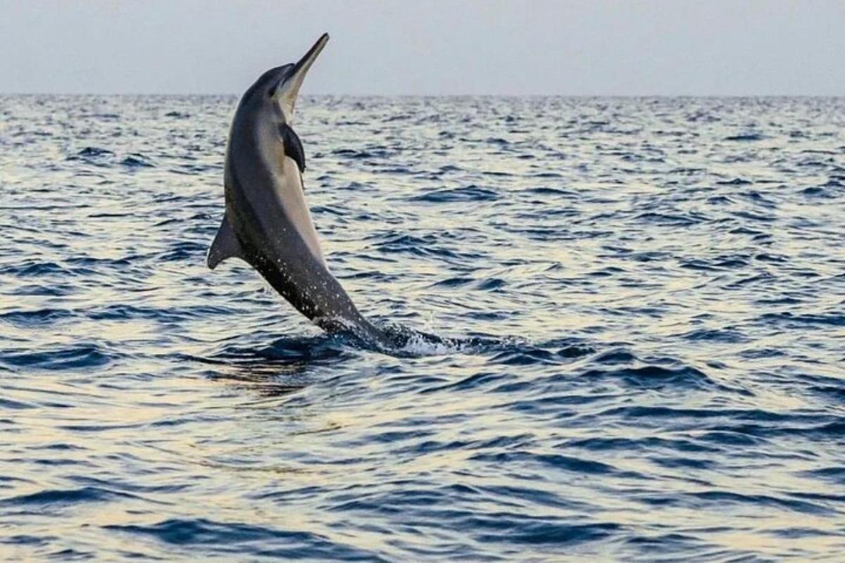 ένα δελφίνι που πηδάει έξω από το νερό