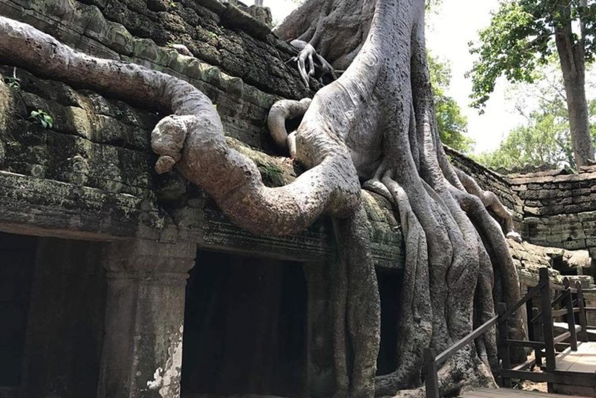 a tree growing on the side of a building