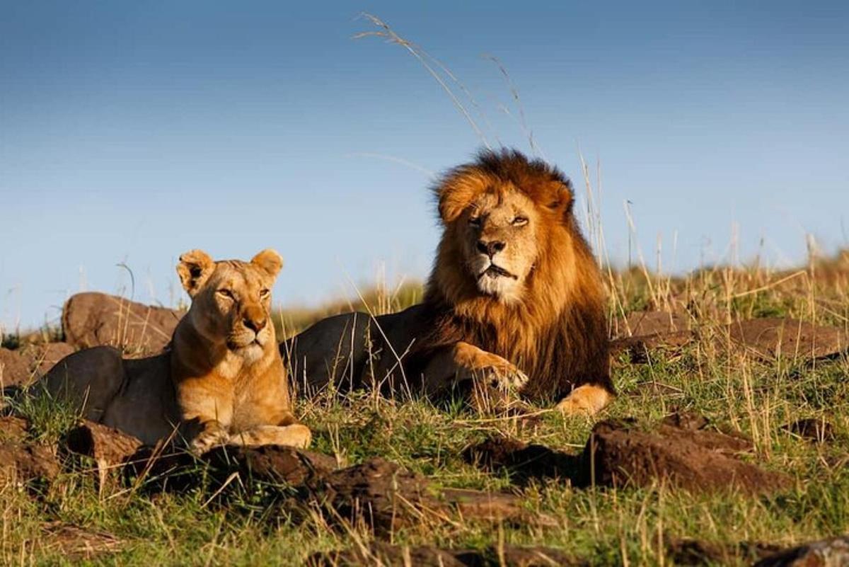 Dos leones tumbados en la hierba de un campo
