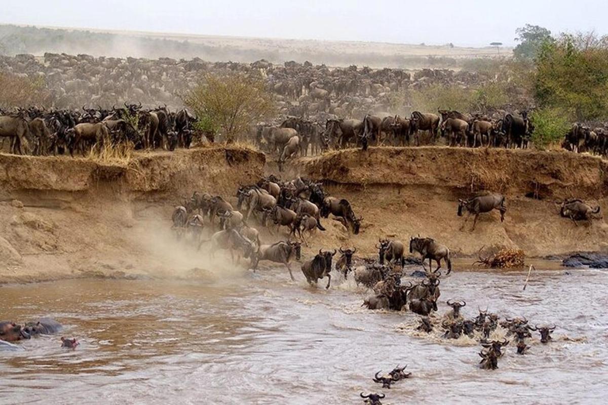 eine Herde wilder Tiere überquert einen Fluss