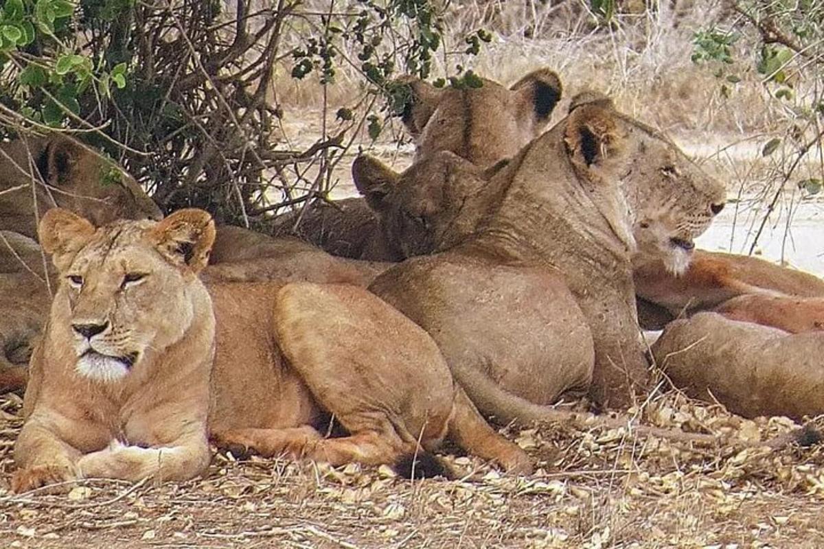 Un grupo de leones tumbados en la hierba
