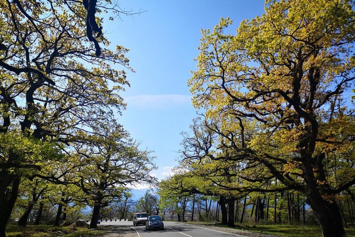 a car is driving down a road between trees