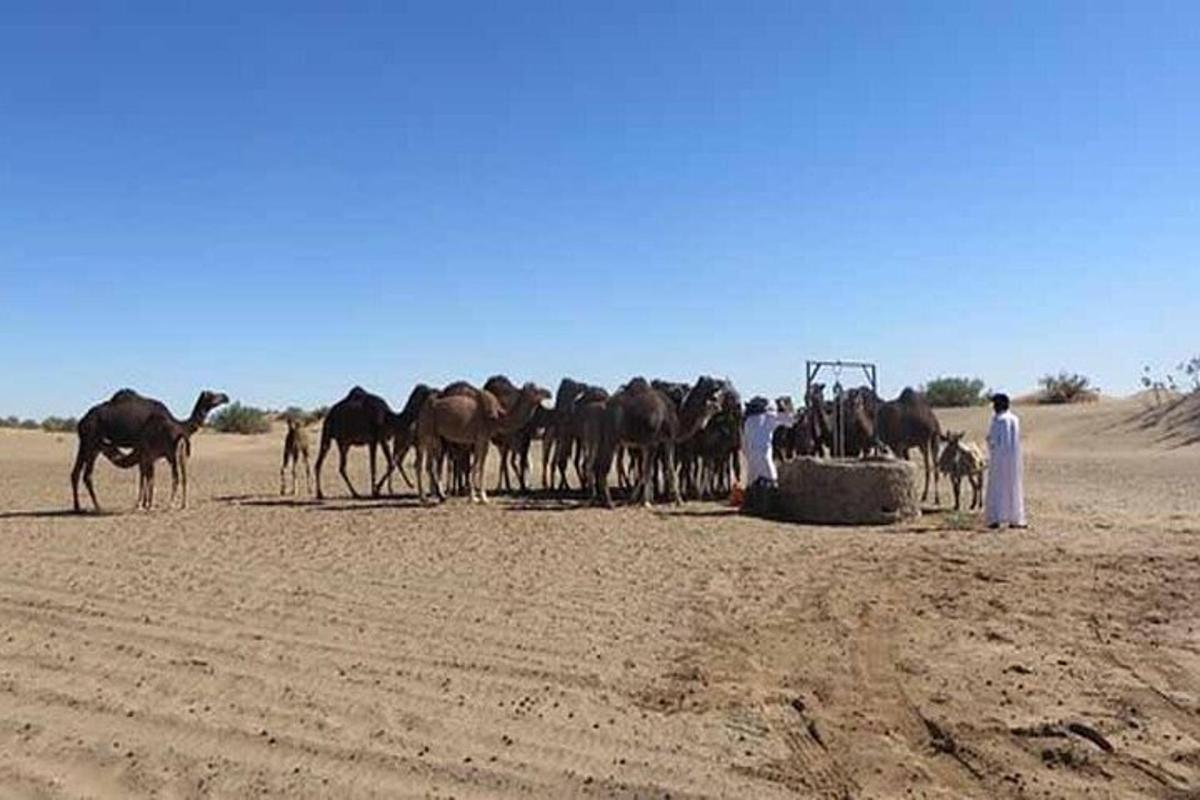 a group of people and a herd of horses in the desert