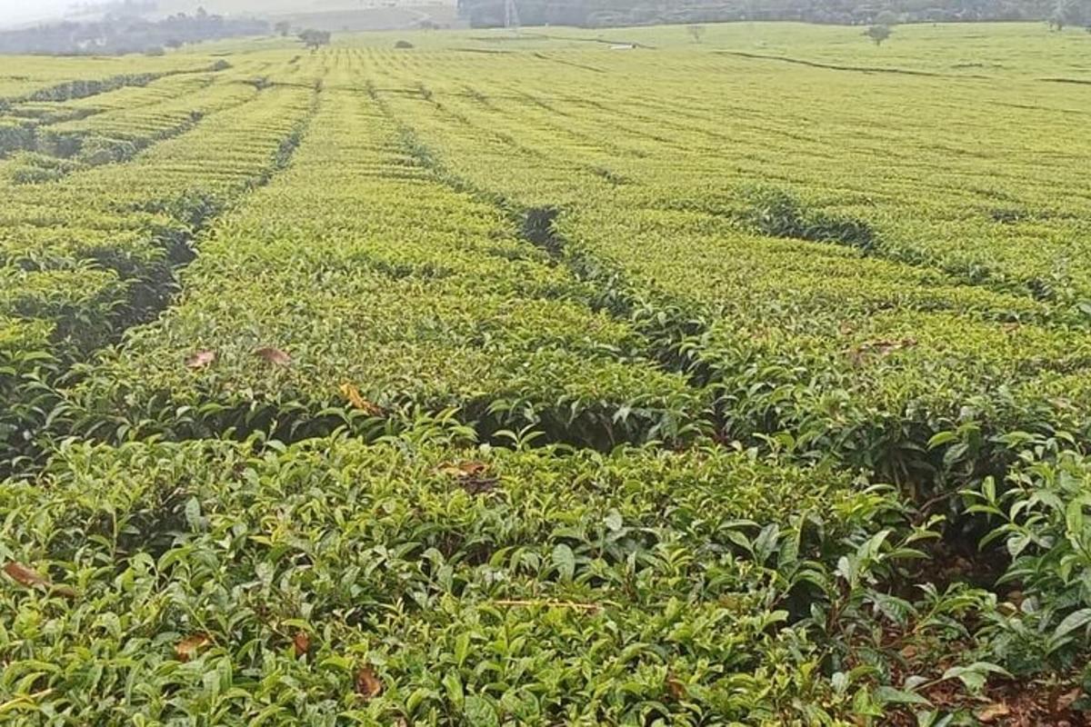 a large green field with rows of plants