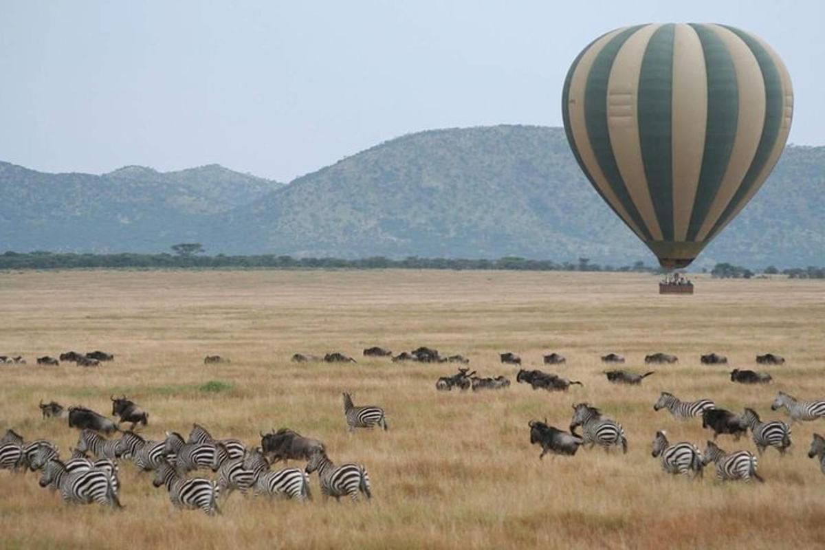 o turmă de zebre și un balon cu aer cald