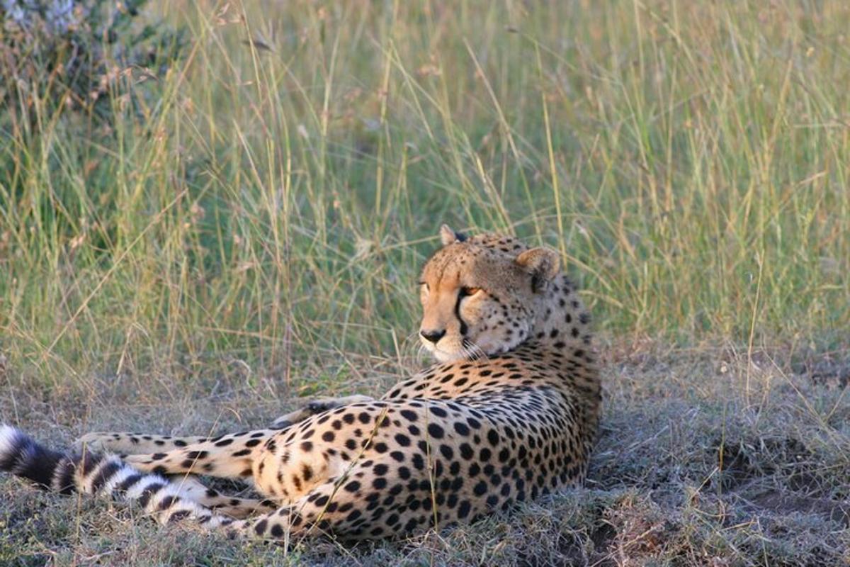 un ghepard întins în iarbă pe un câmp
