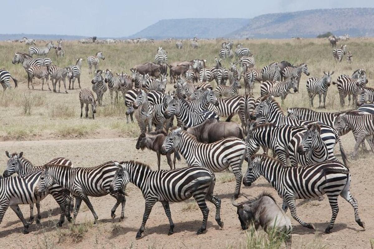 o turmă de zebre și alte animale pe un câmp