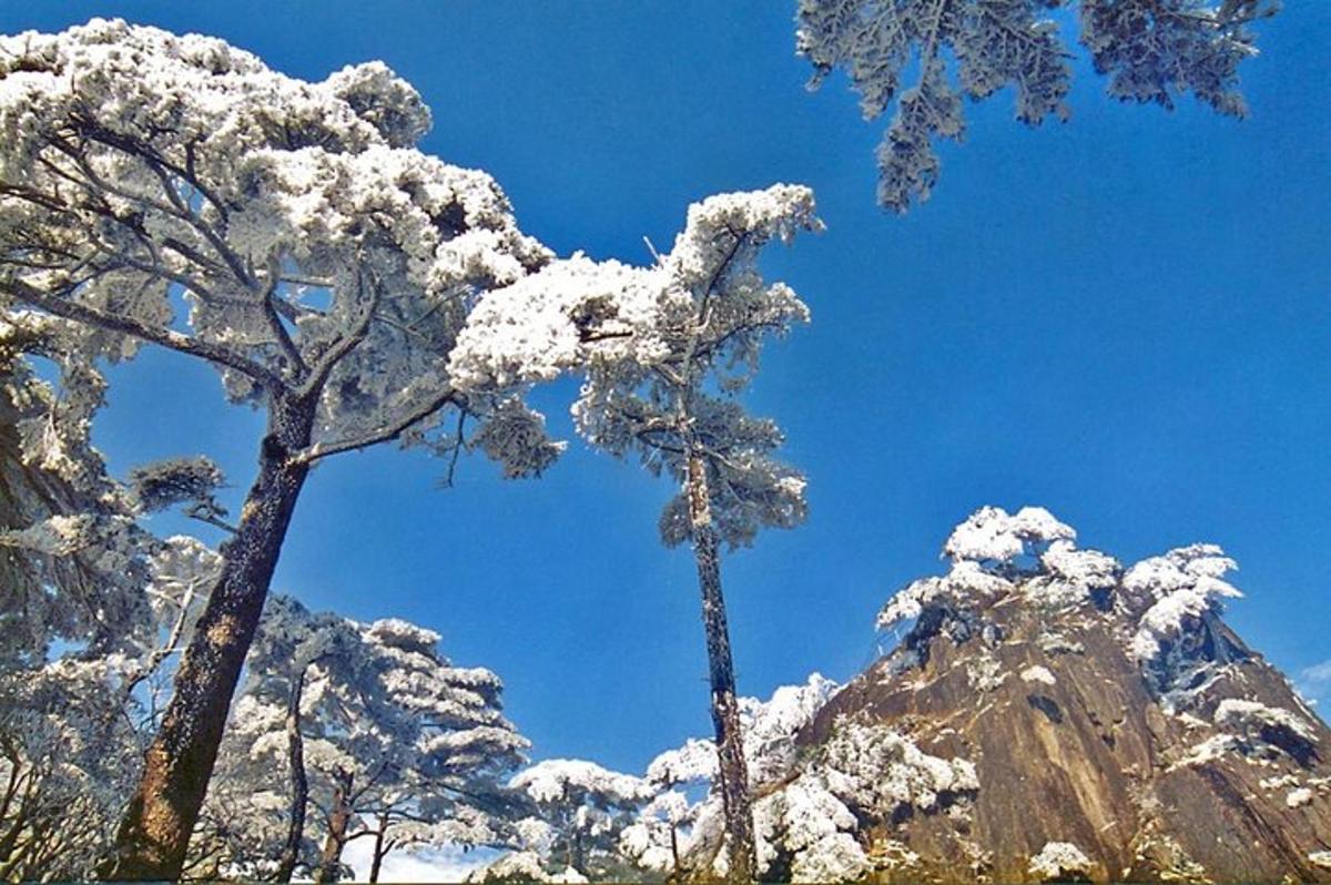 two trees covered in snow in front of a mountain