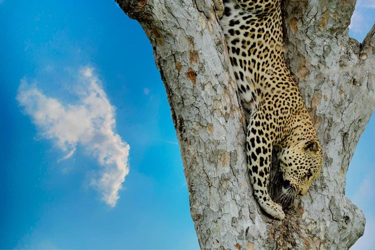 Leopard sedí na stromě