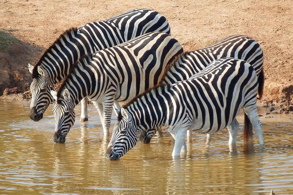 水飲み場から水を飲む3頭のシマウマ
