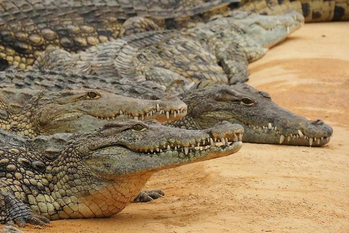 Dos cocodrilos están acostados en la arena con sus bocas.
