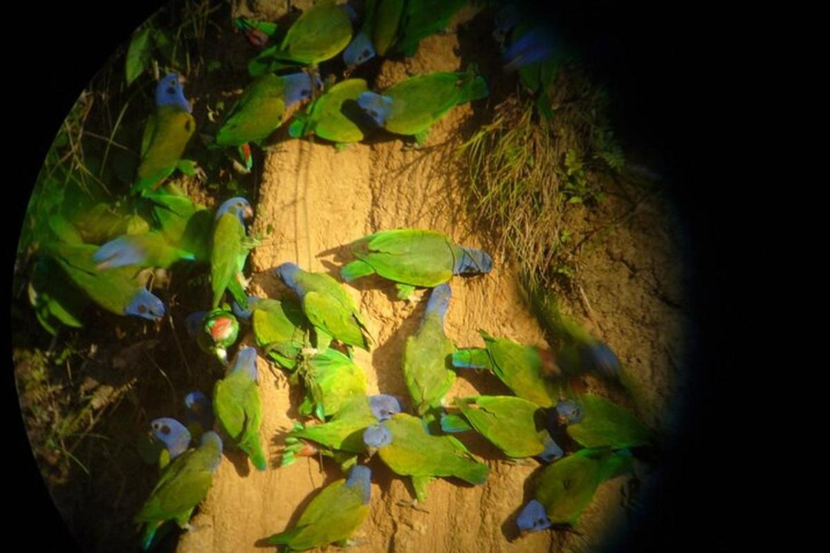 a group of green birds sitting on a dirt field