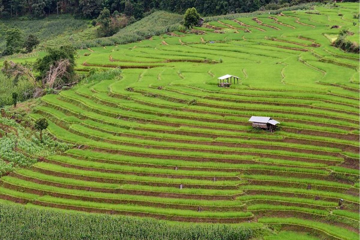 a large field of crops with a building in the middle