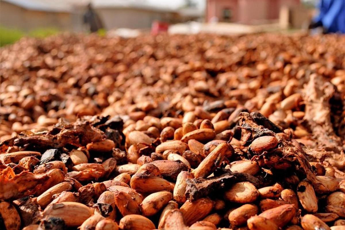 a large pile of nuts in a field
