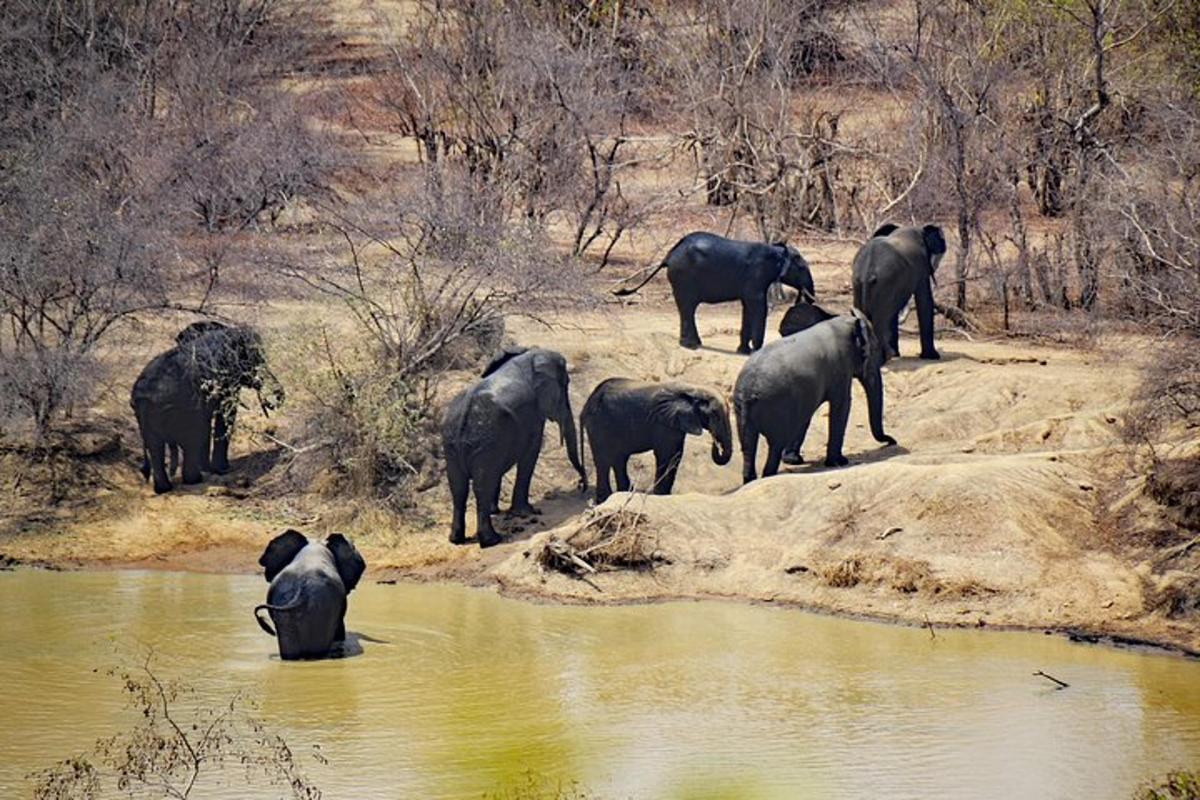 a herd of elephants standing near a watering hole