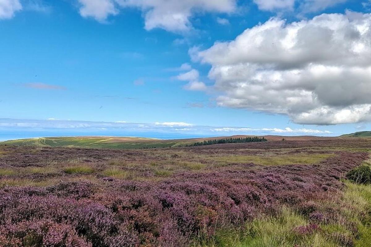 a field with purple flowers and a cloudy sky