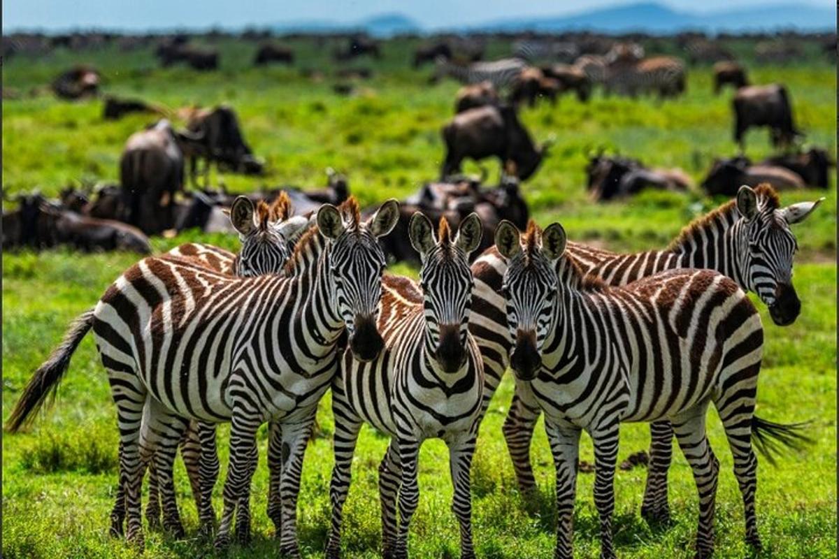 un grupo de cebras de pie en un campo