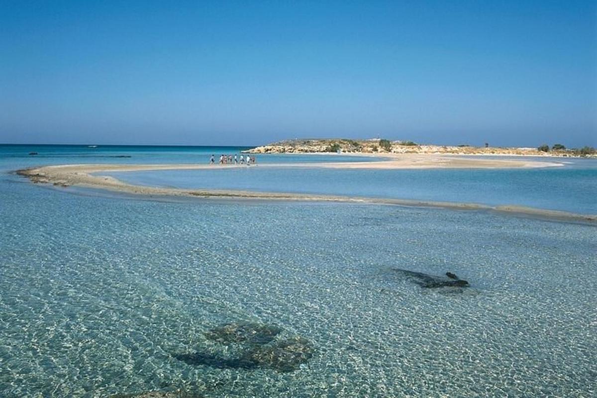 uno squalo nell'acqua su una spiaggia