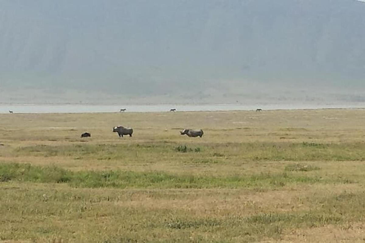 un grupo de animales pastando en un campo