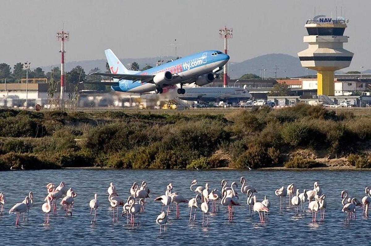 a group of flamingos standing in the water with an airplane