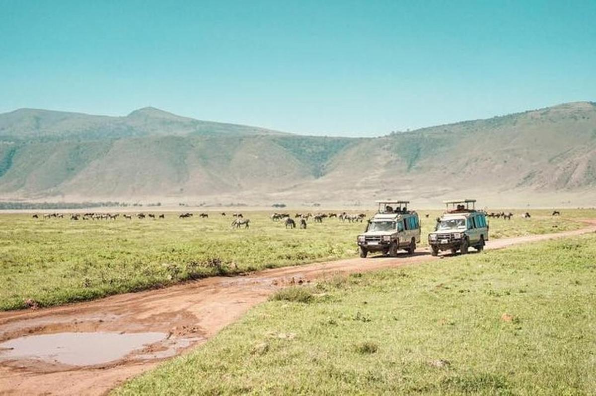 Dos vehículos en un camino de tierra frente a una manada de animales.